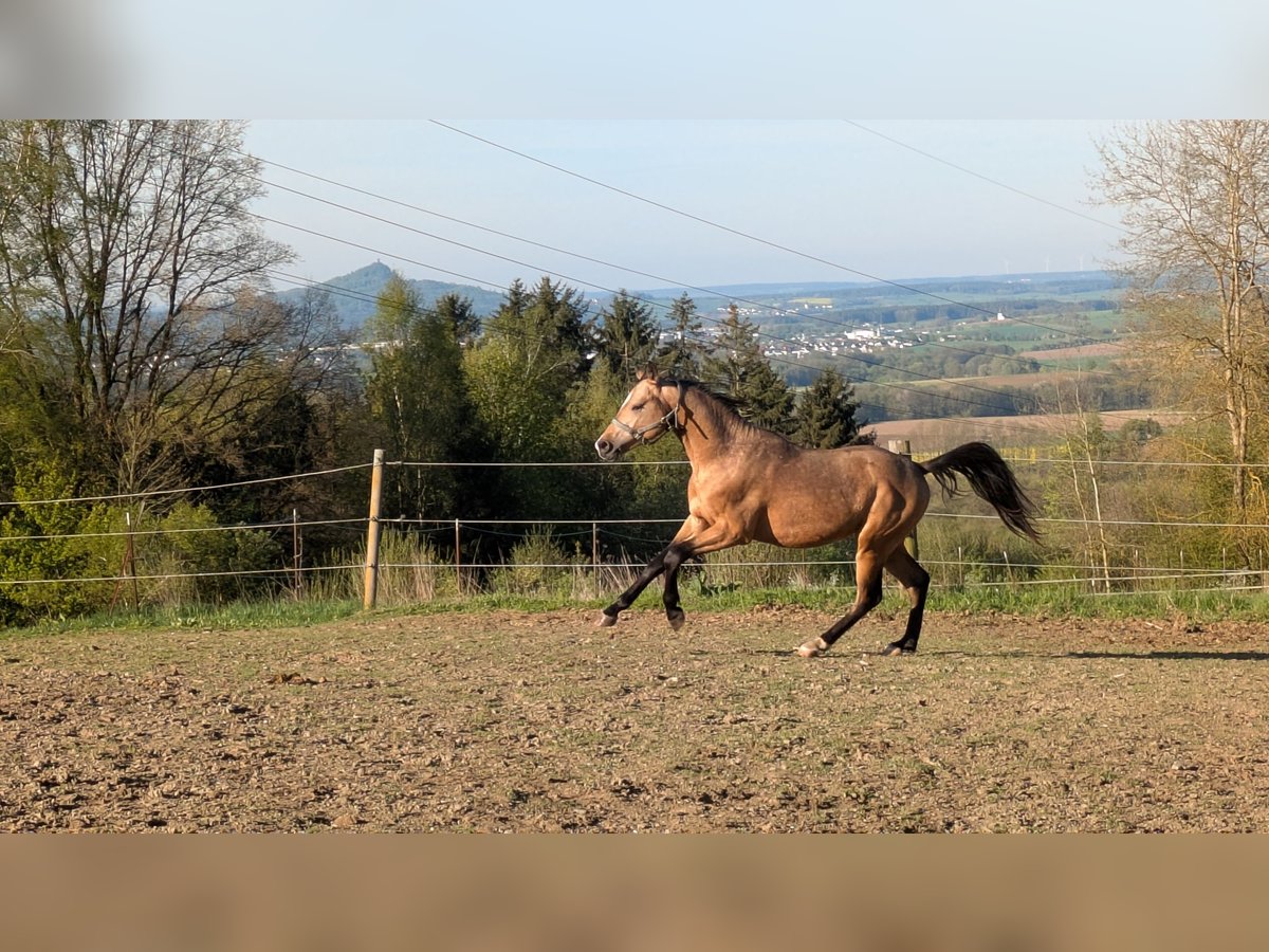 Deutsches Reitpony Hengst 2 Jahre 152 cm Buckskin in Kulmain