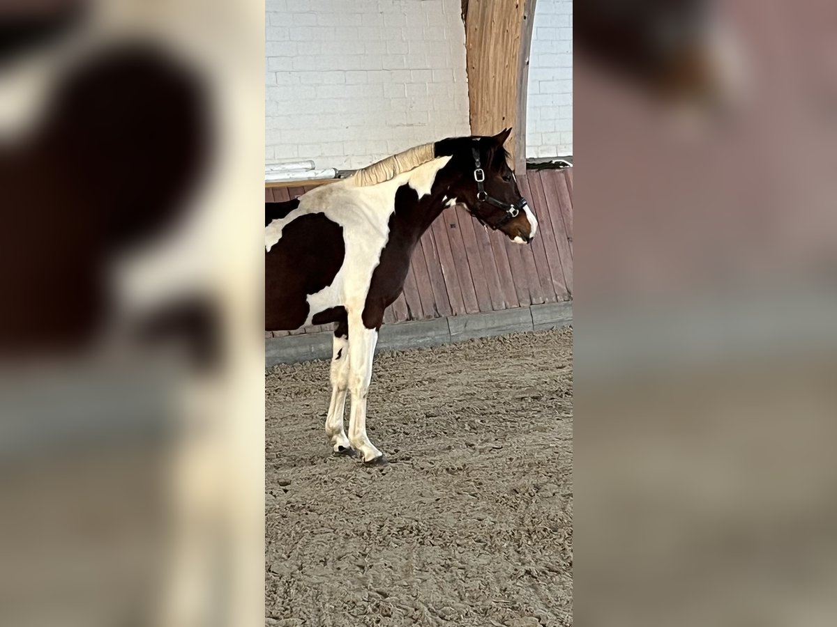 Deutsches Reitpony Hengst 2 Jahre 153 cm Schecke in Breiholz