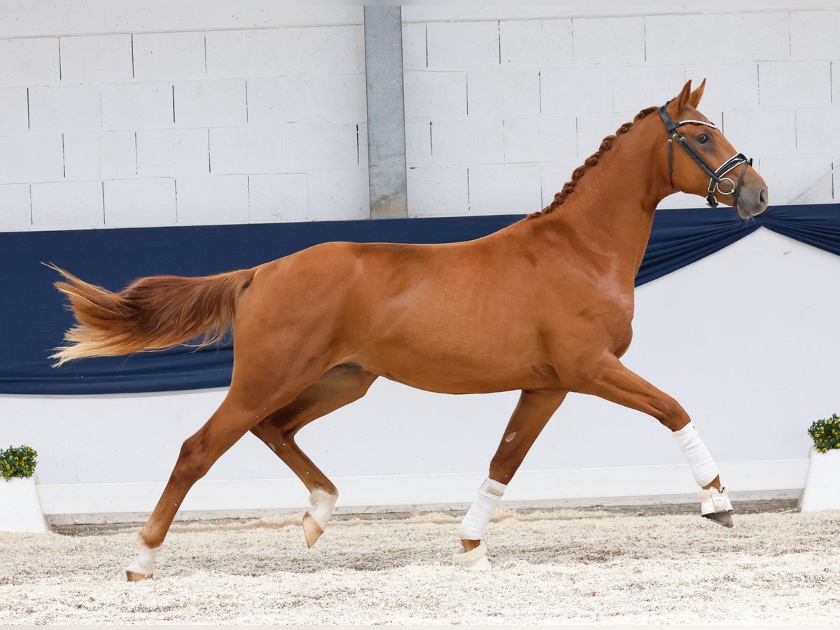 Deutsches Reitpony Hengst 2 Jahre 156 cm Fuchs in Marsberg