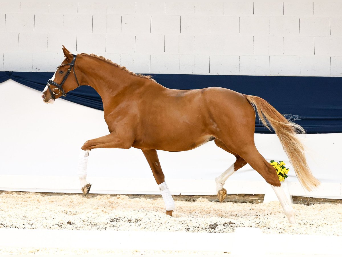 Deutsches Reitpony Hengst 2 Jahre 159 cm Fuchs in Marsberg