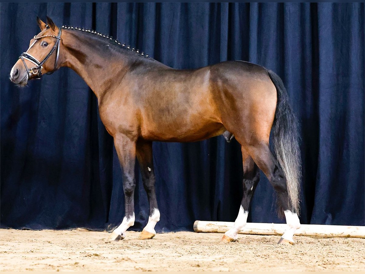 Deutsches Reitpony Hengst 2 Jahre Brauner in Cappeln