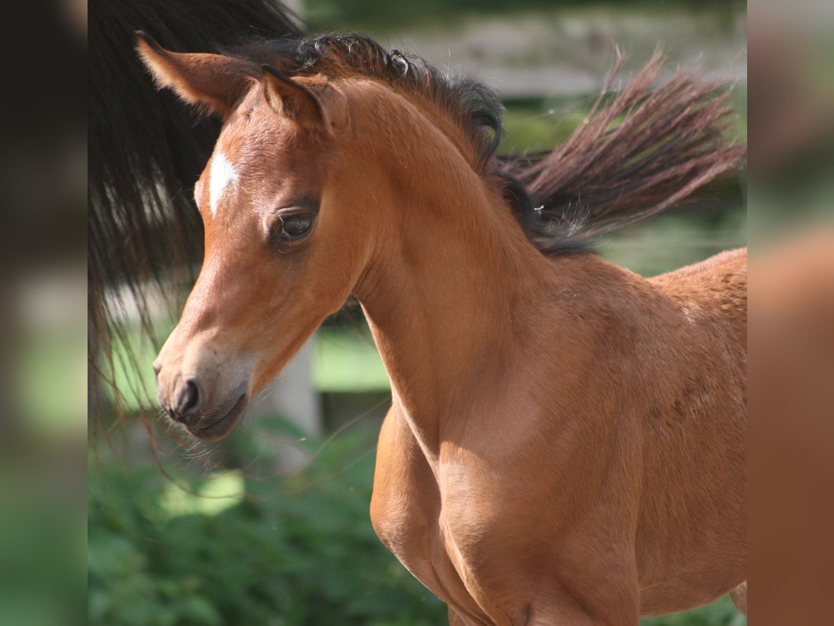 Deutsches Reitpony Hengst 2 Jahre Brauner in Erwitte