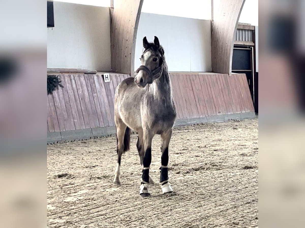 Deutsches Reitpony Hengst 2 Jahre Buckskin in Breiholz