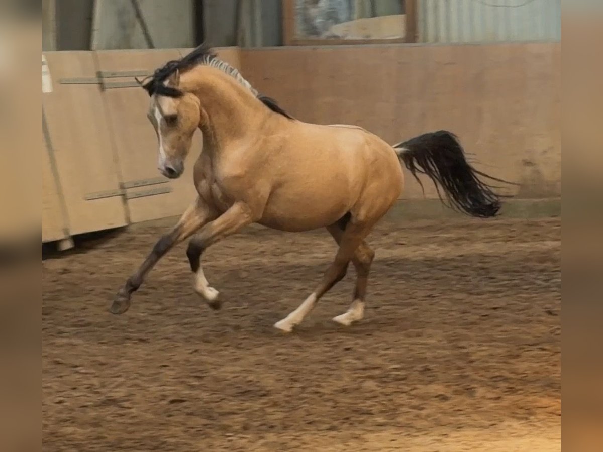 Deutsches Reitpony, Hengst in Achim