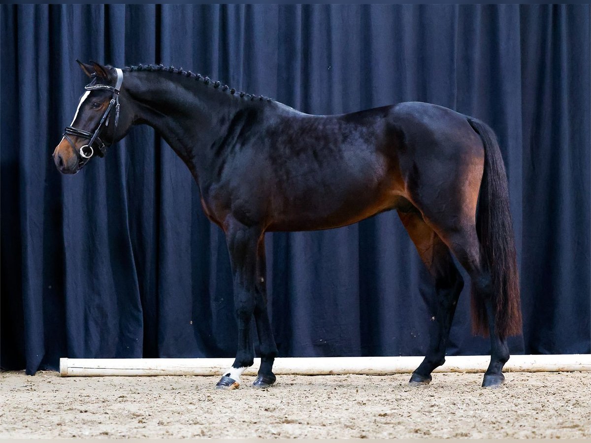 Deutsches Reitpony Hengst 2 Jahre Dunkelbrauner in Alpen