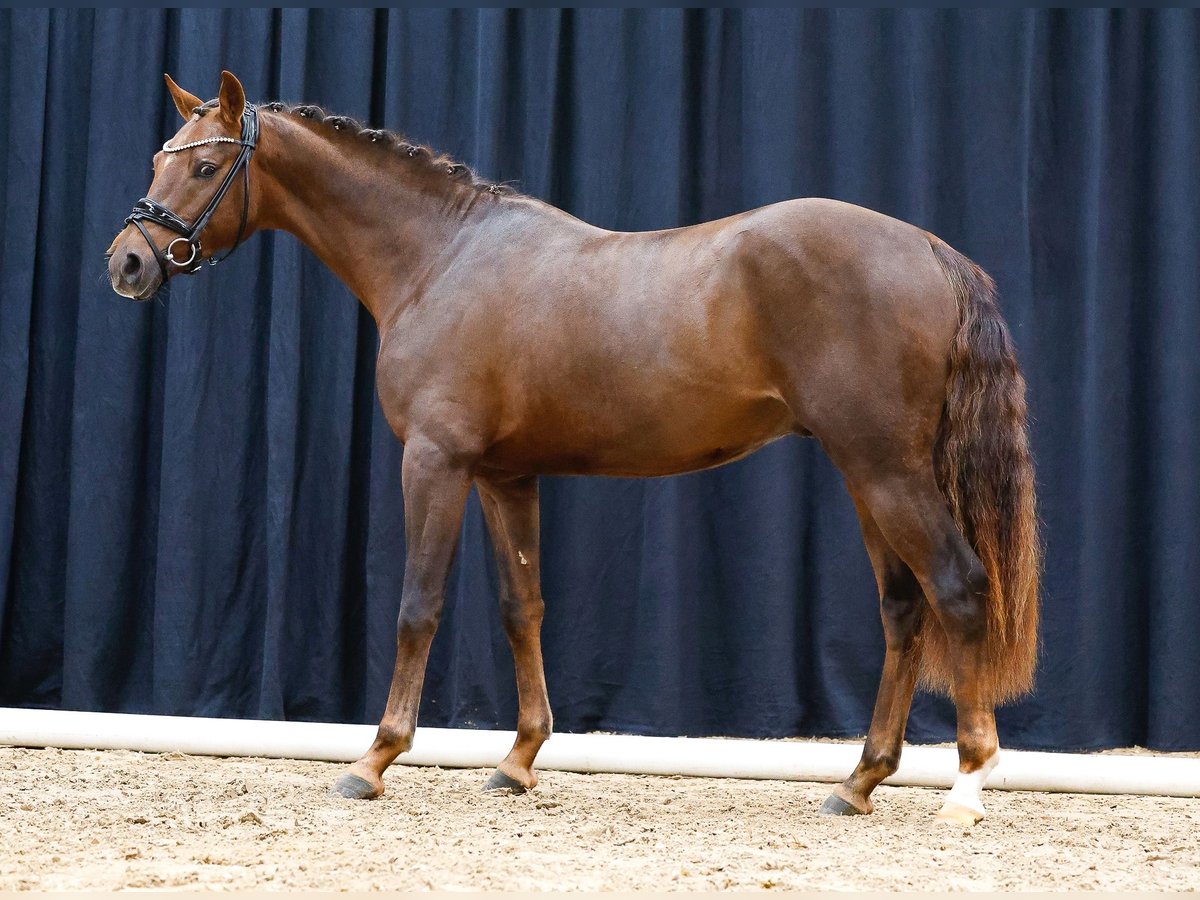 Deutsches Reitpony Hengst 2 Jahre Dunkelfuchs in Bedburg