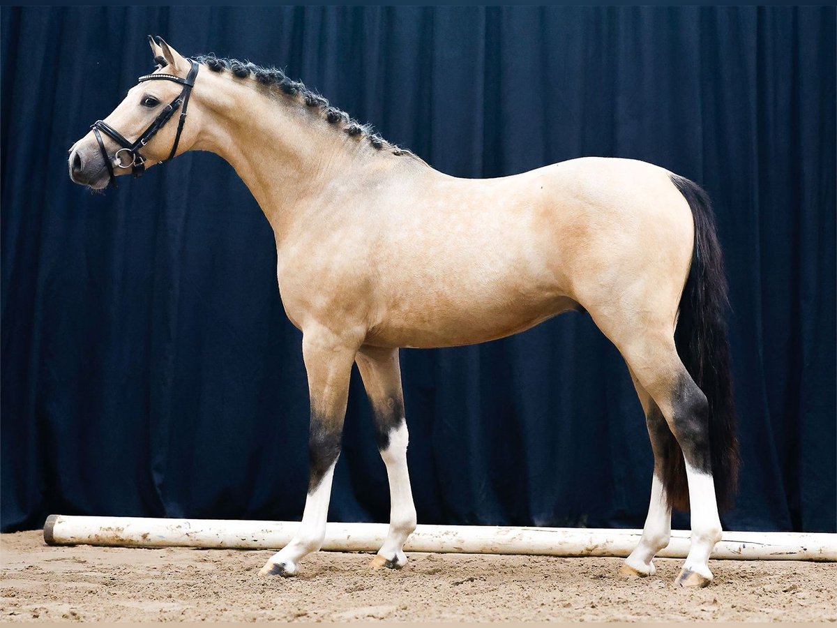 Deutsches Reitpony Hengst 2 Jahre Falbe in Morsum