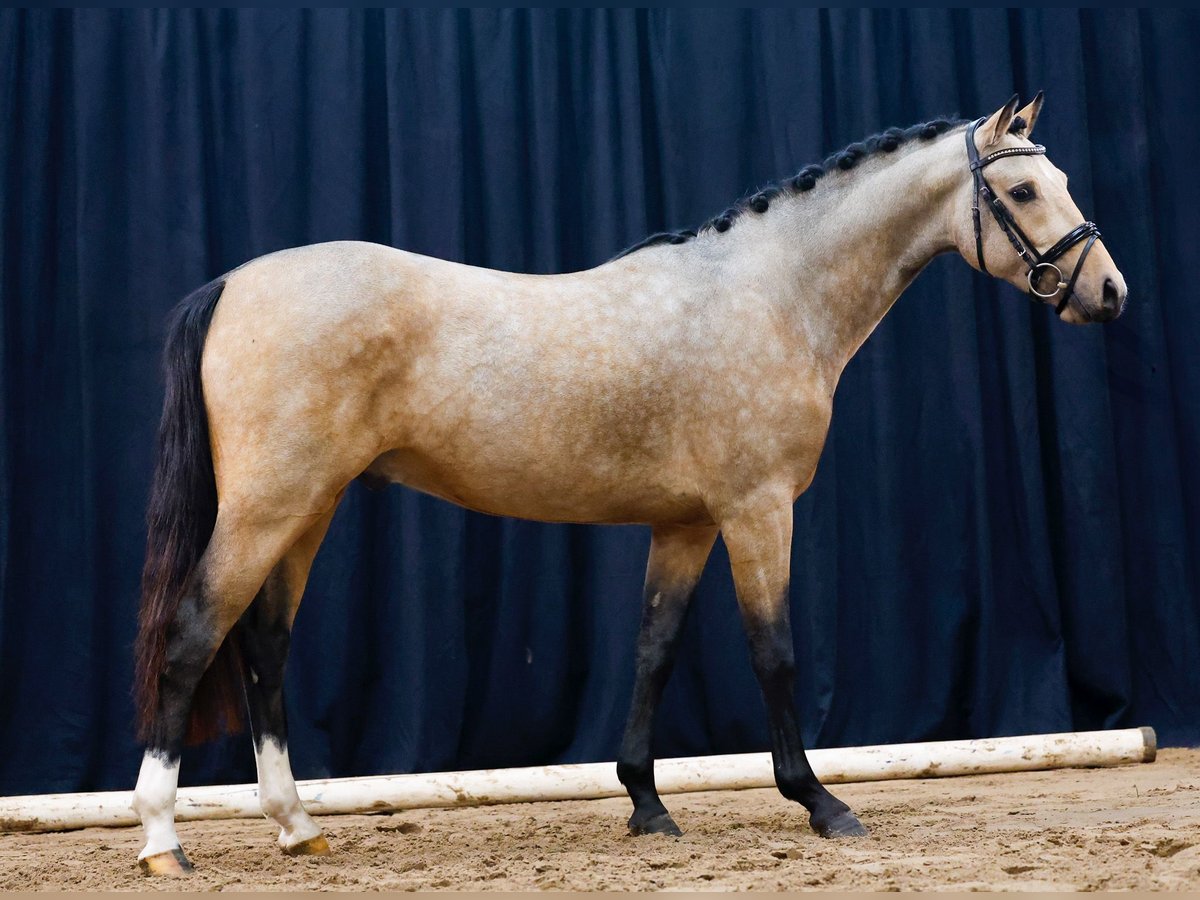 Deutsches Reitpony Hengst 2 Jahre Falbe in Morsum