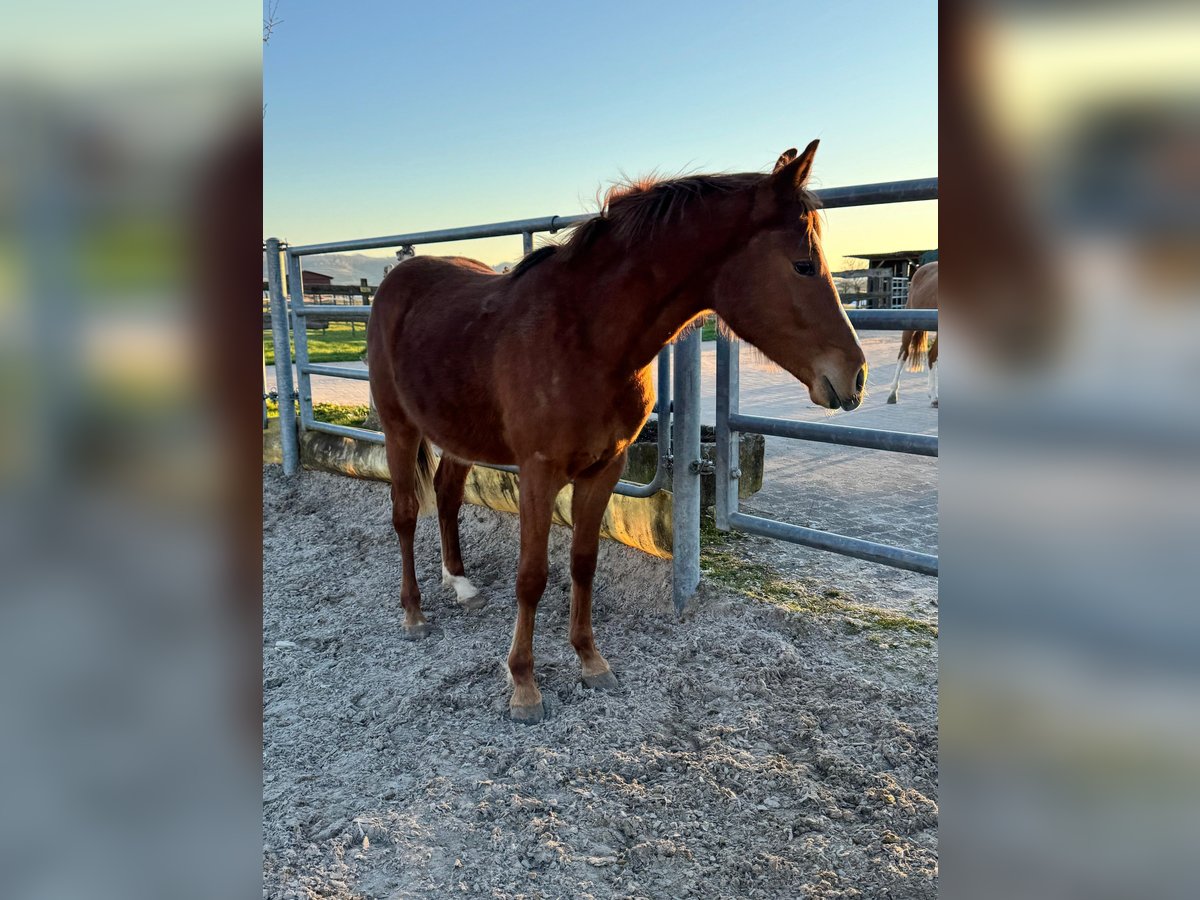 Deutsches Reitpony Hengst 2 Jahre Fuchs in Forchheim
