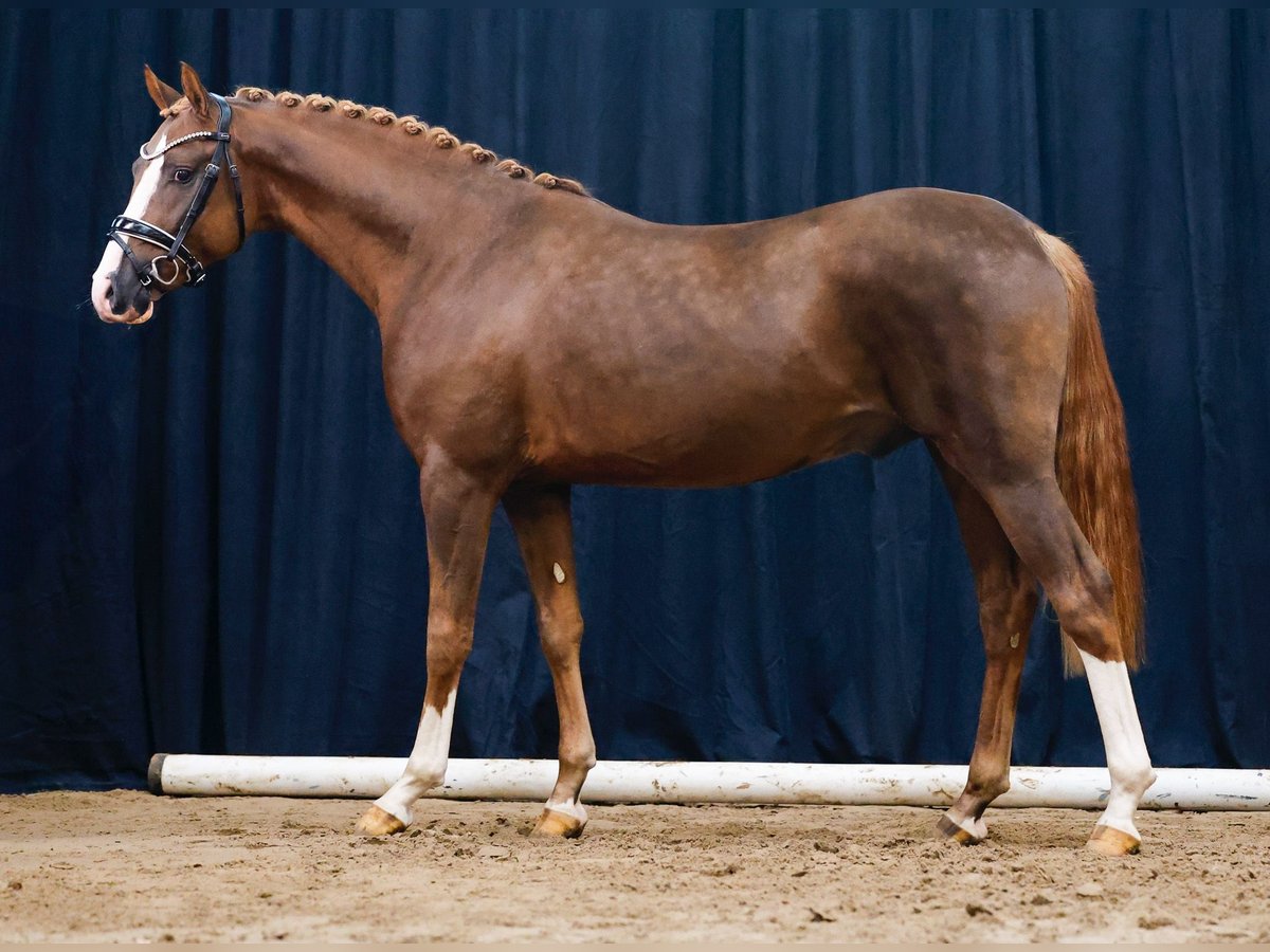 Deutsches Reitpony Hengst 2 Jahre Fuchs in Marsberg