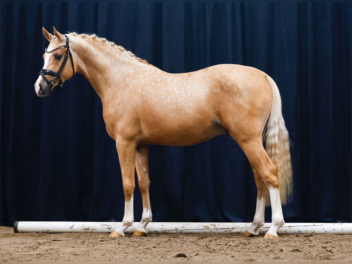 Deutsches Reitpony Hengst 2 Jahre Palomino in Hergenfeld