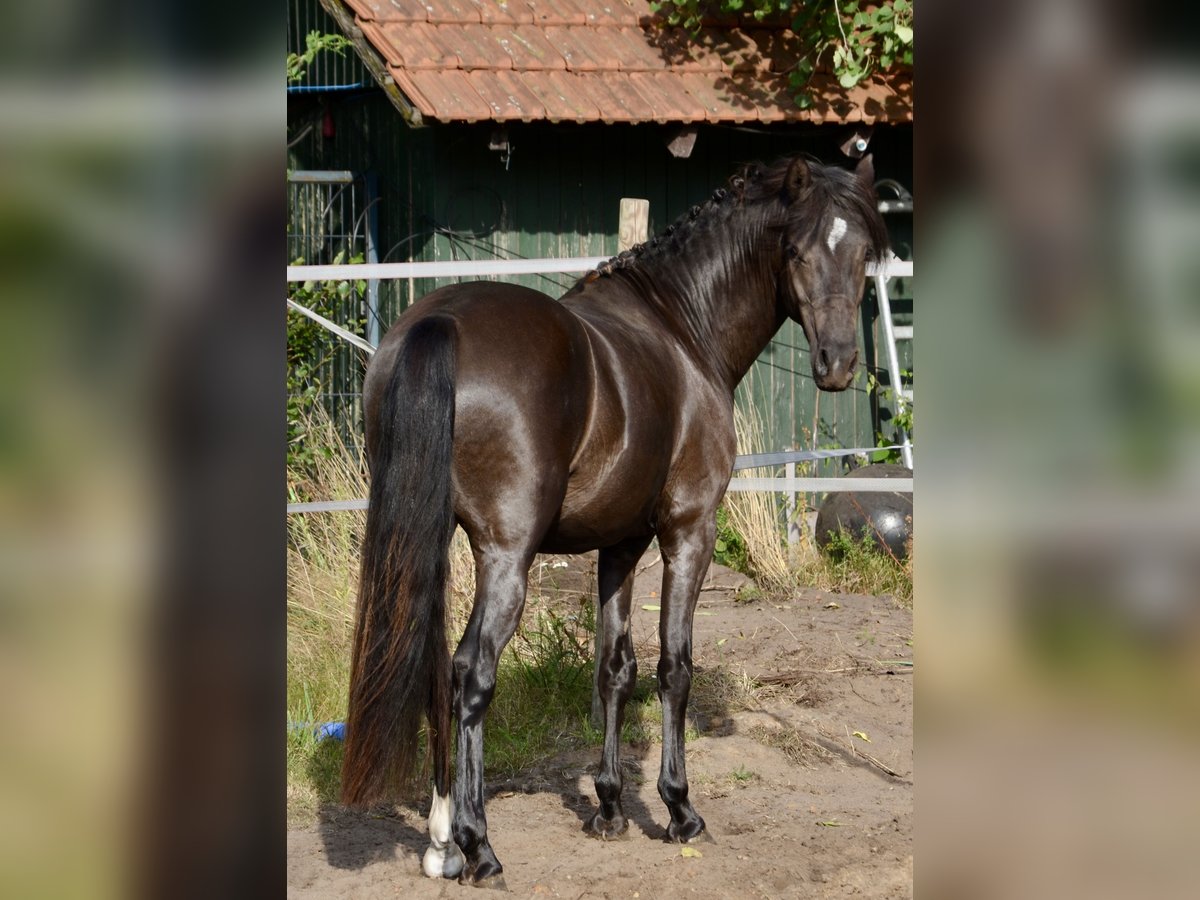Deutsches Reitpony Hengst 3 Jahre 139 cm Rappe in Lingen