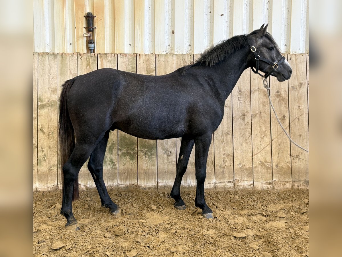 Deutsches Reitpony Hengst 3 Jahre 140 cm Schimmel in Welver