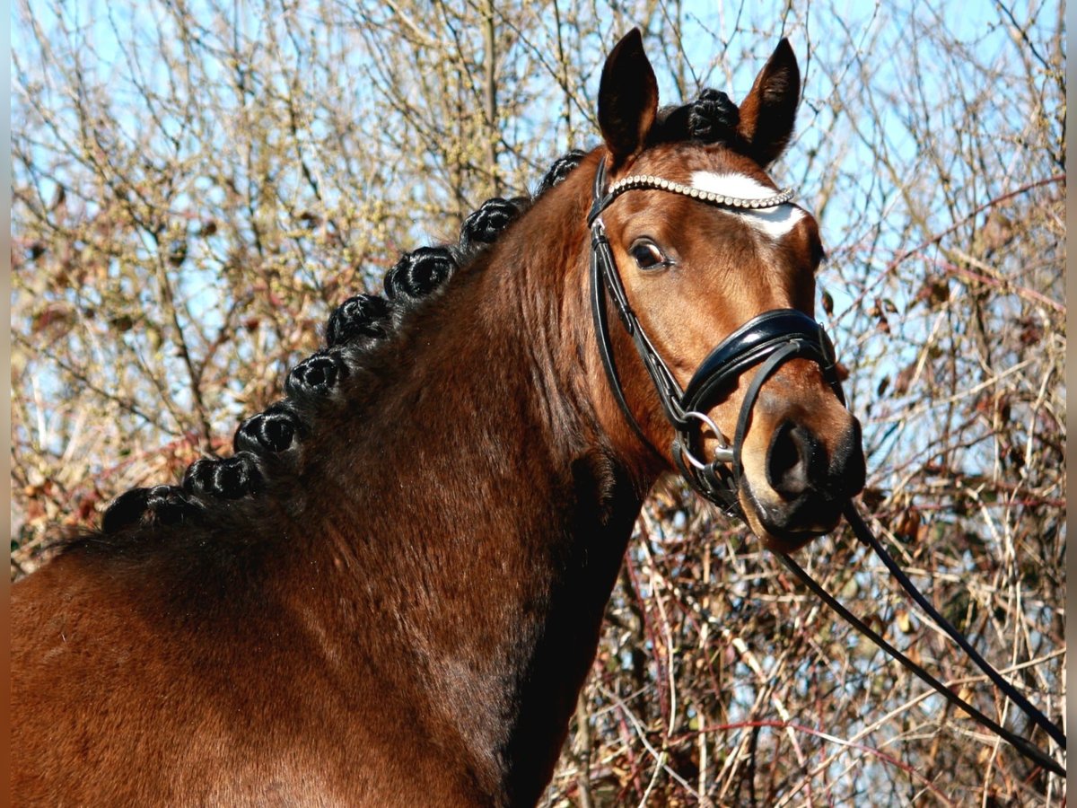 Deutsches Reitpony Hengst 3 Jahre 142 cm Brauner in Borgdorf-Seedorf