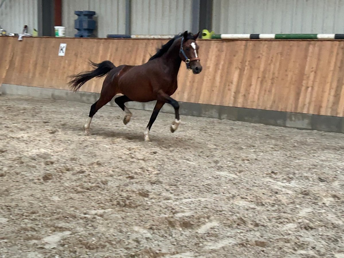 Deutsches Reitpony Hengst 3 Jahre 143 cm Brauner in Bruchhausen-Vilsen
