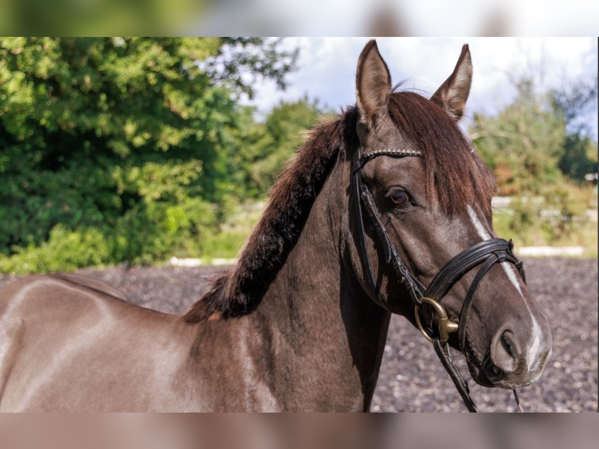Deutsches Reitpony Hengst 3 Jahre 143 cm Grullo in Teltow