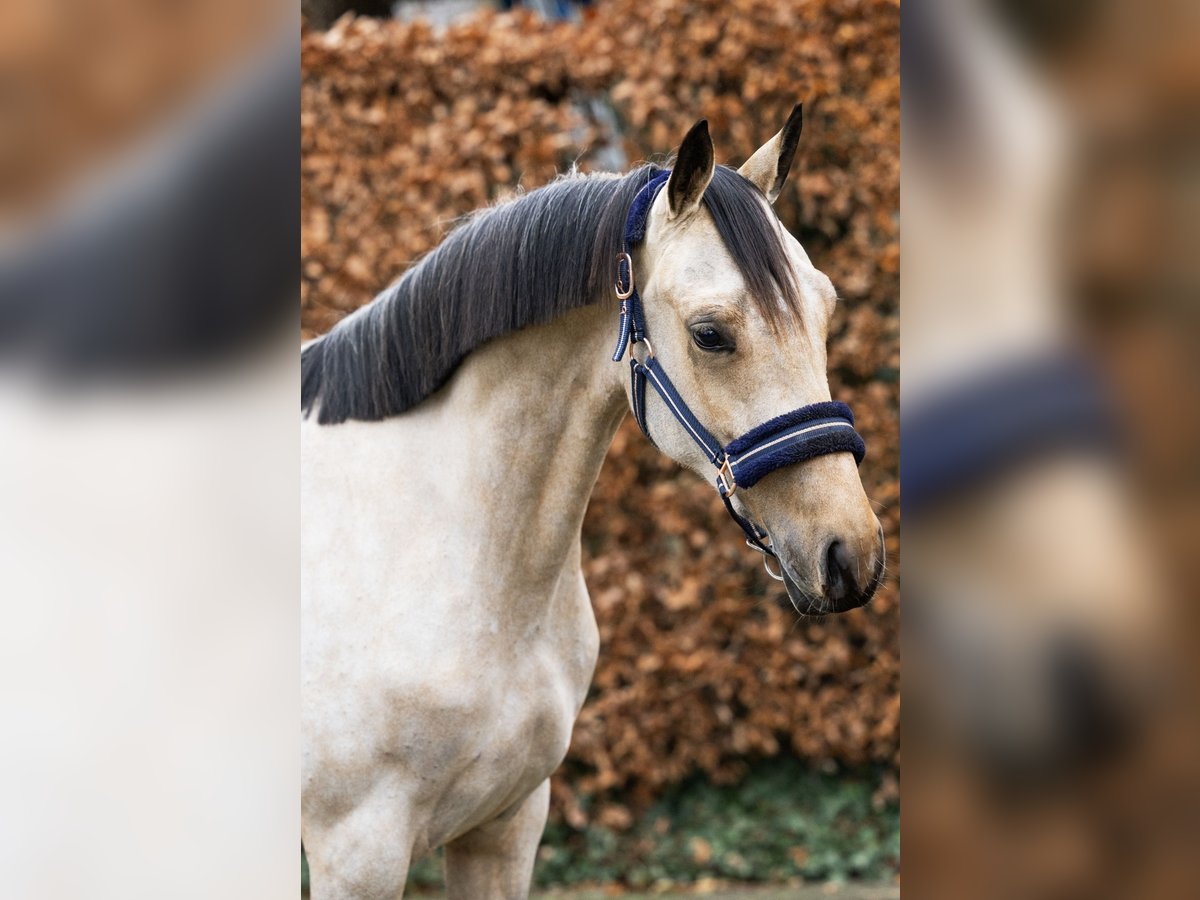 Deutsches Reitpony Hengst 3 Jahre 144 cm in Volkel