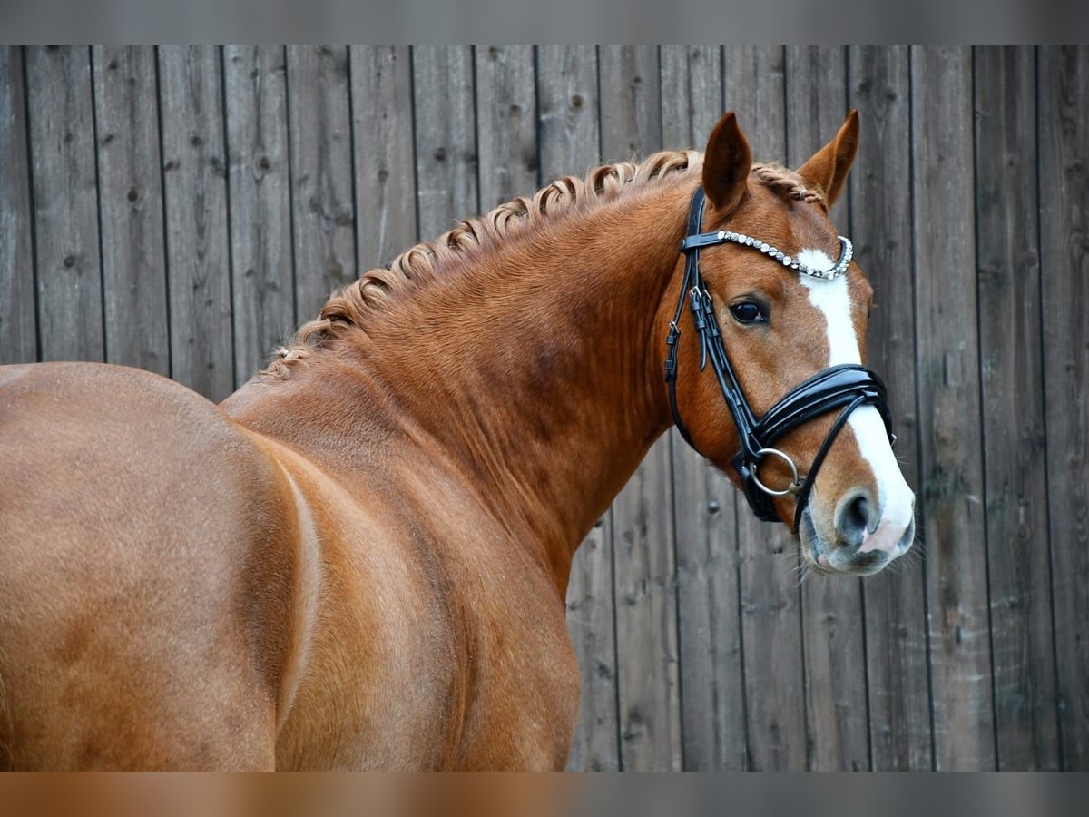 Deutsches Reitpony Hengst 3 Jahre 145 cm Fuchs in Lippetal