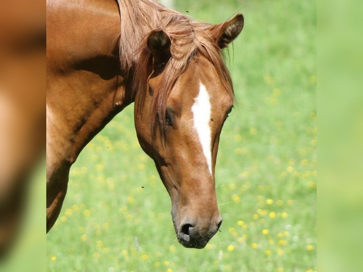 Deutsches Reitpony Hengst 3 Jahre 145 cm Red Dun in Mettmann