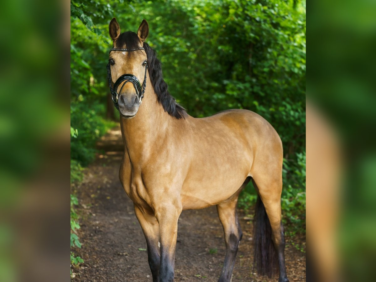 Deutsches Reitpony Hengst 3 Jahre 146 cm Buckskin in Steinhagen