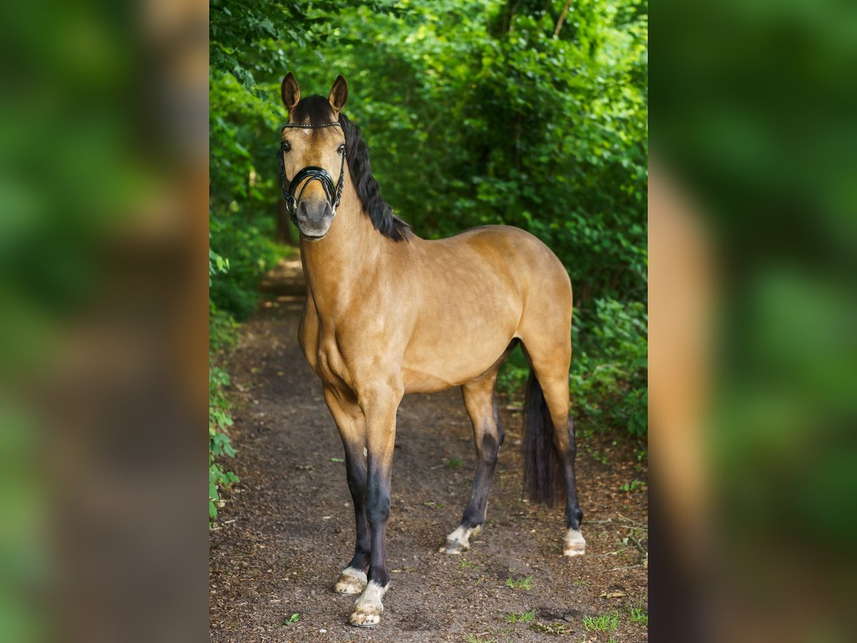 Deutsches Reitpony Hengst 3 Jahre 146 cm Buckskin in Steinhagen