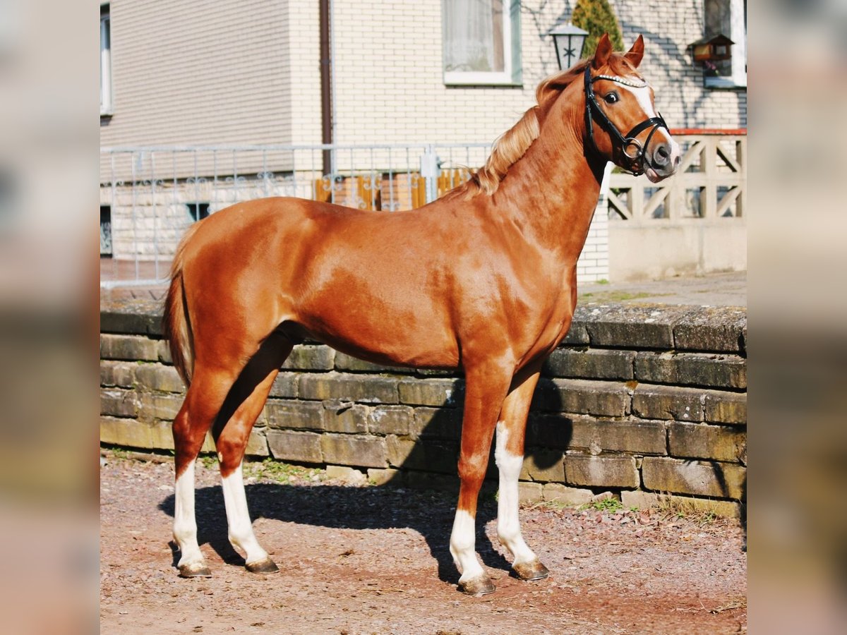 Deutsches Reitpony Hengst 3 Jahre 146 cm Fuchs in Wegeleben