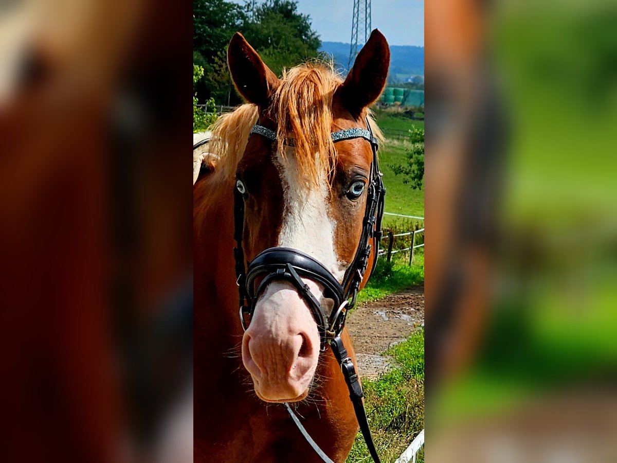 Deutsches Reitpony Hengst 3 Jahre 146 cm Fuchs in Ruppichteroth