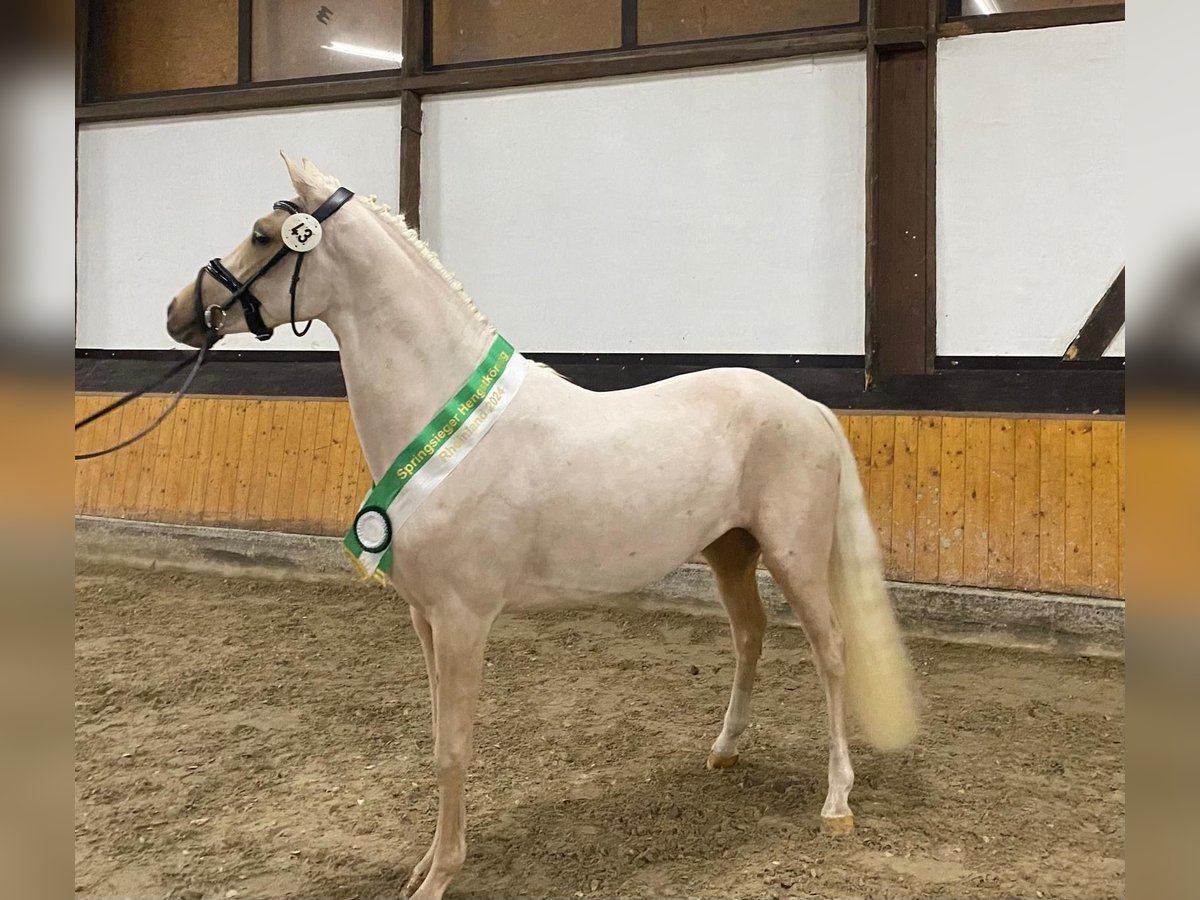 Deutsches Reitpony Hengst 3 Jahre 146 cm Palomino in Alpen