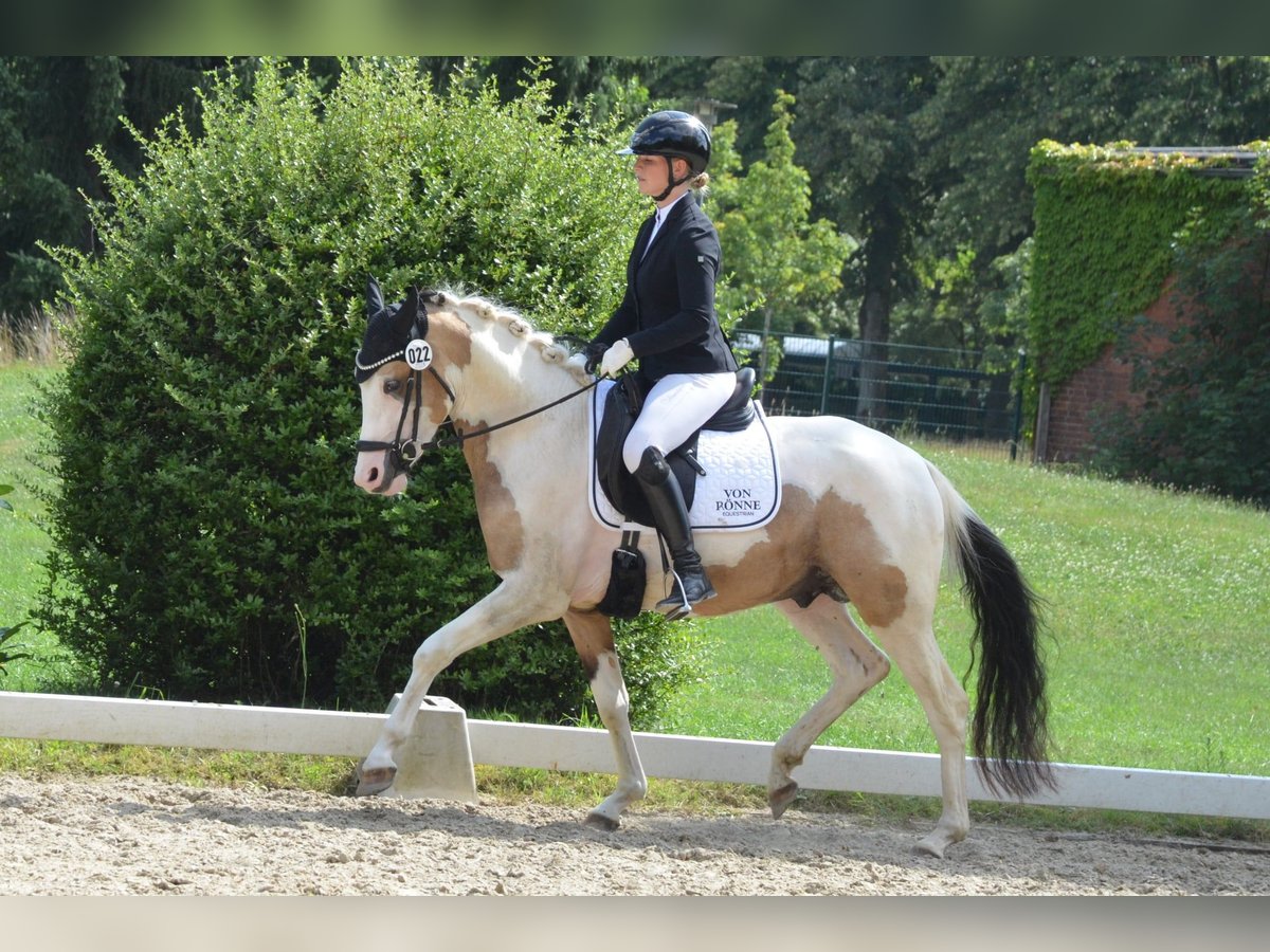 Deutsches Reitpony Hengst 3 Jahre 146 cm Schecke in Ahrensburg