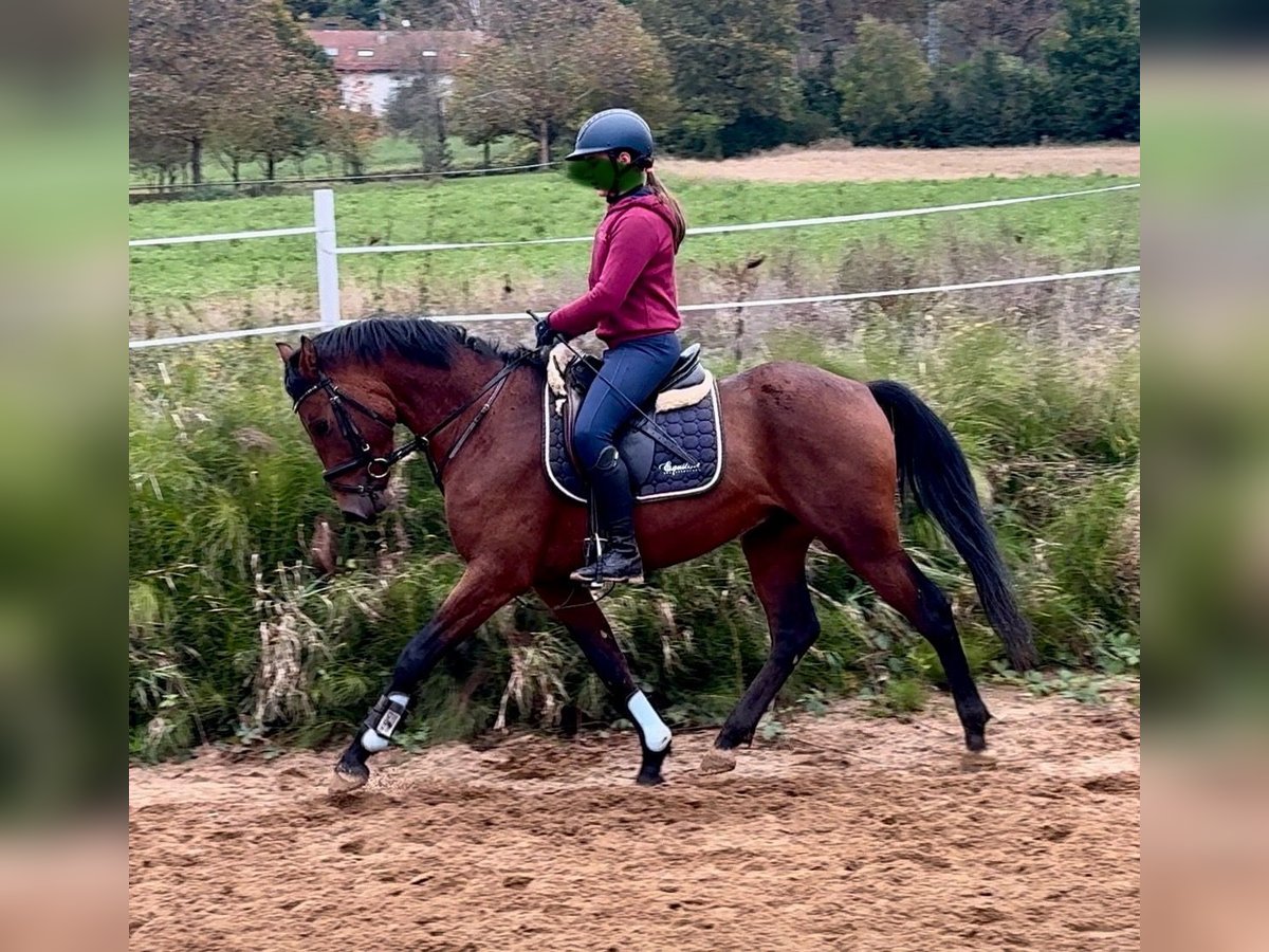 Deutsches Reitpony Hengst 3 Jahre 147 cm Brauner in Strullendorf