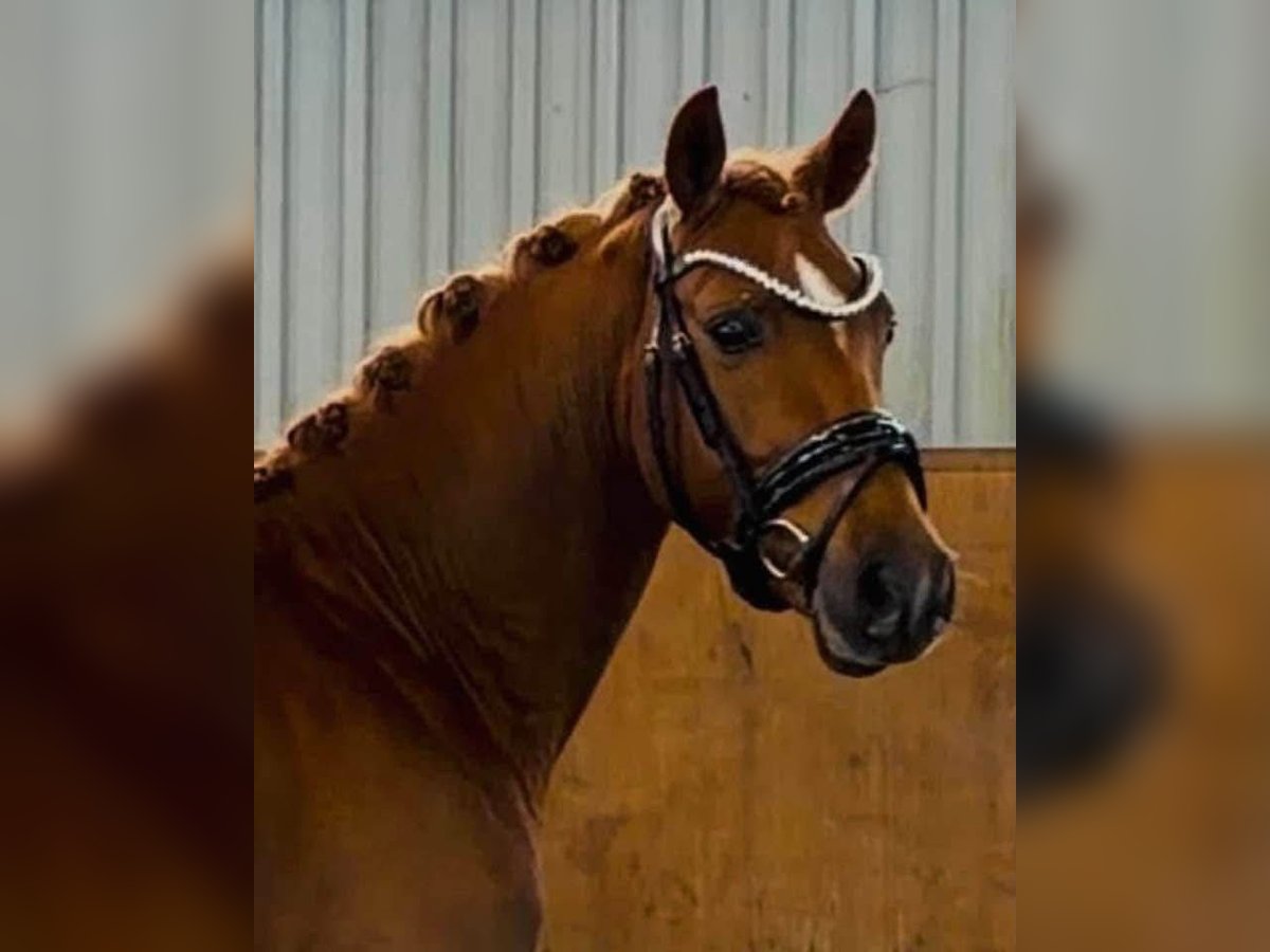 Deutsches Reitpony, Hengst in Achim