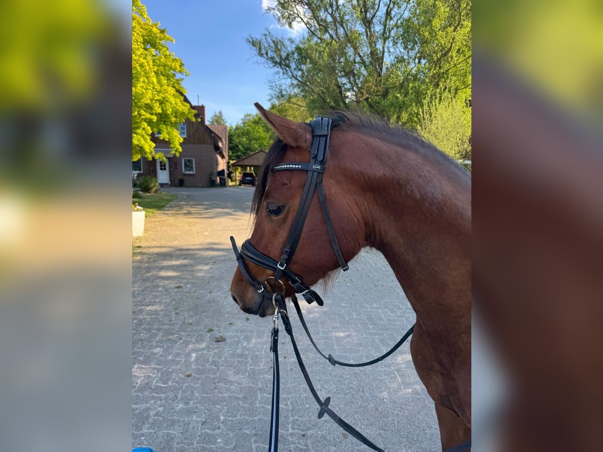 Deutsches Reitpony Hengst 3 Jahre 148 cm Brauner in Lachendorf