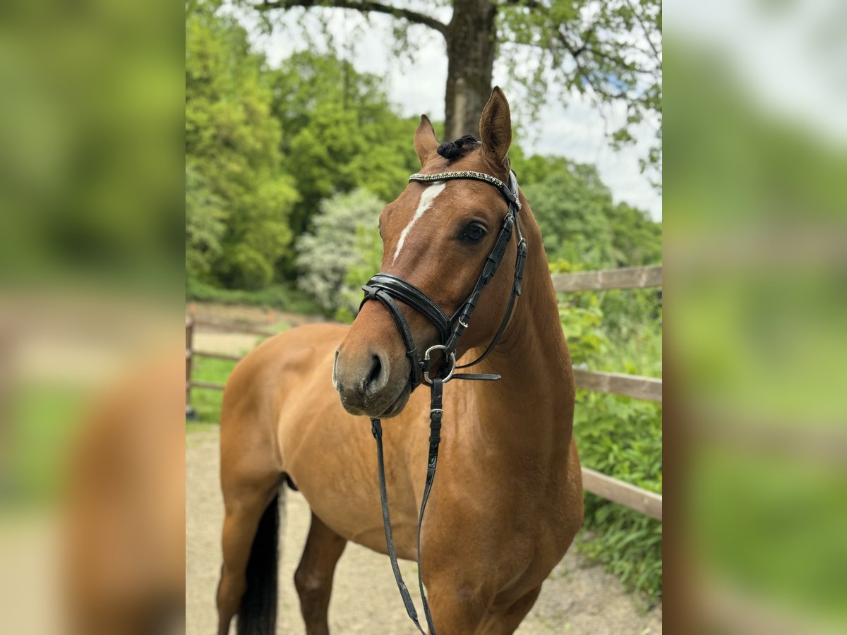 Deutsches Reitpony Hengst 3 Jahre 148 cm Brauner in Lünen