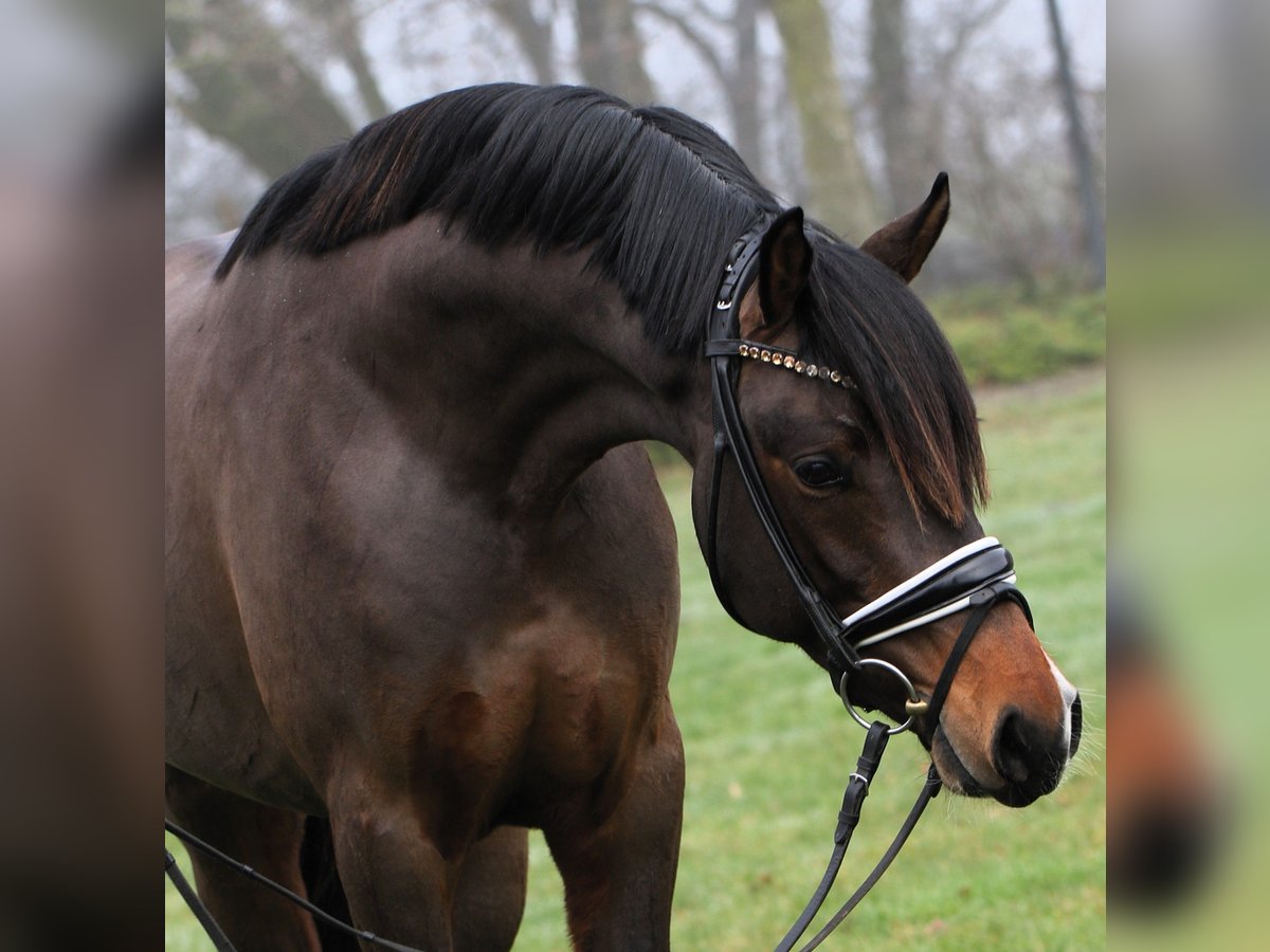 Deutsches Reitpony Hengst 3 Jahre 148 cm Dunkelbrauner in Rehburg-Loccum M&#xFC;nchehagen