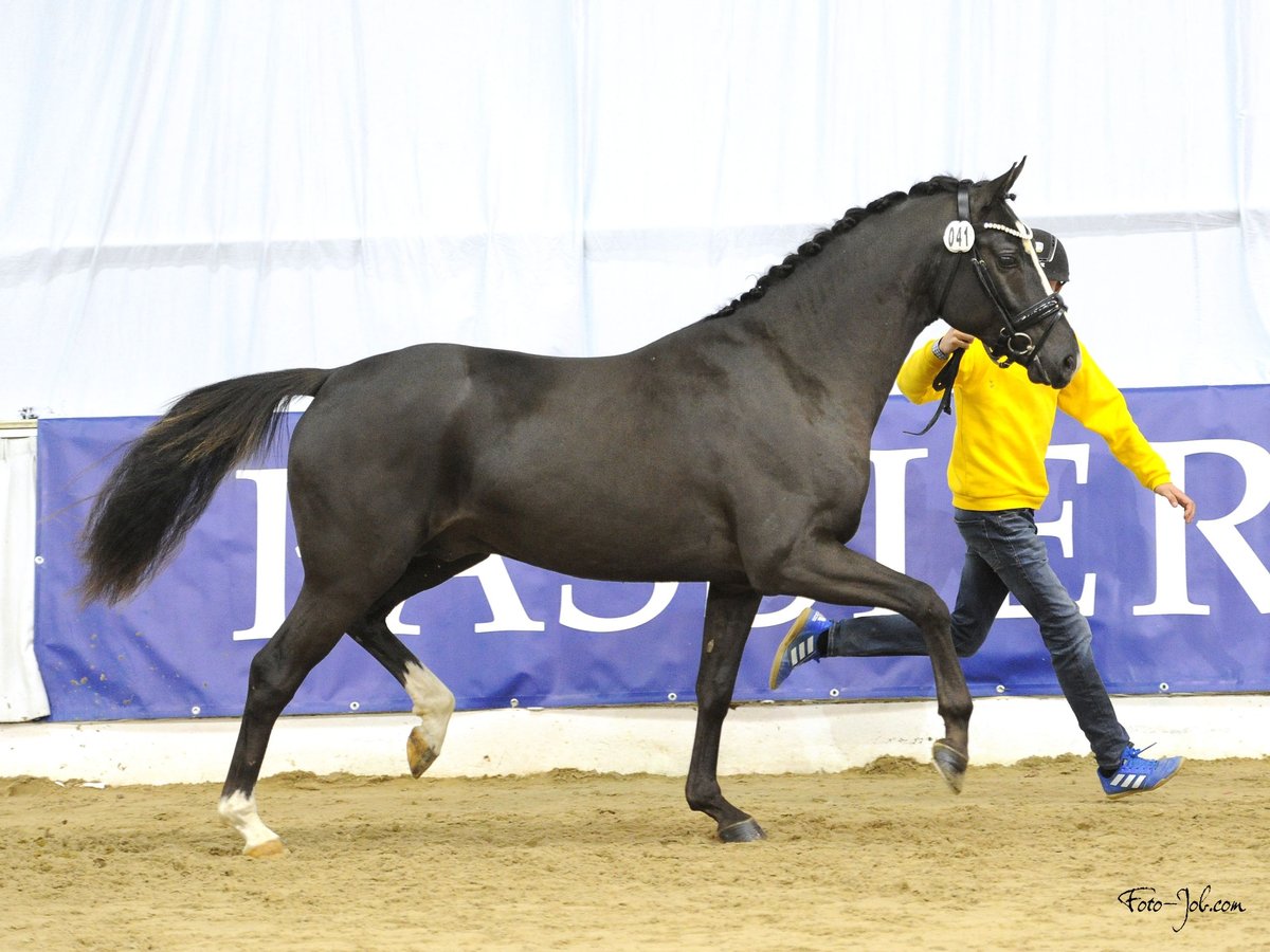 Deutsches Reitpony Hengst 3 Jahre 148 cm Dunkelfuchs in Misselwarden