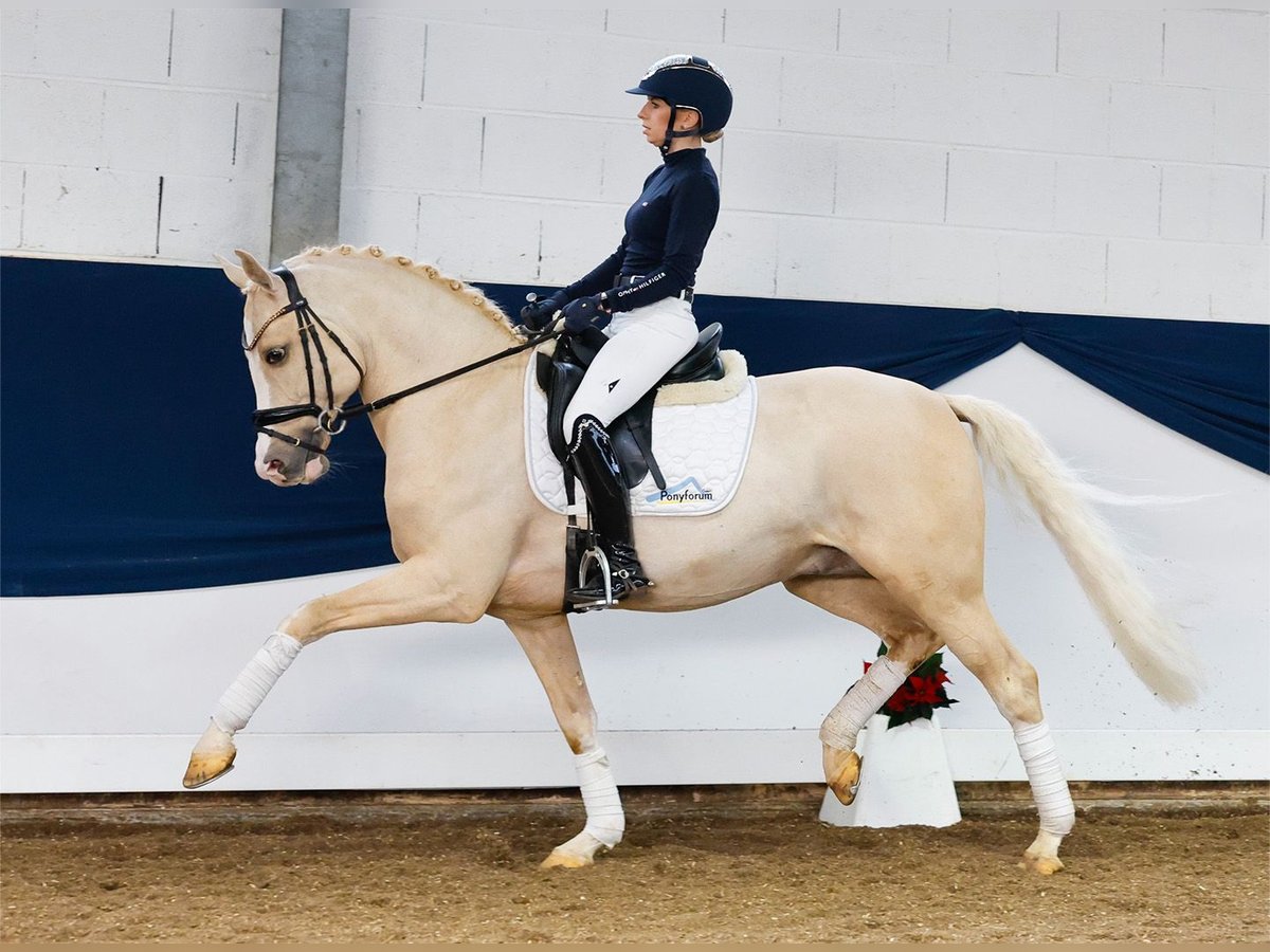 Deutsches Reitpony Hengst 3 Jahre 148 cm Palomino in Marsberg