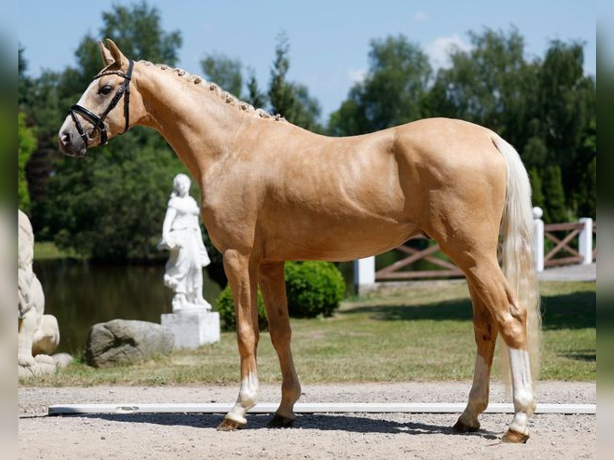 Deutsches Reitpony Hengst 3 Jahre 148 Cm Palomino In Schönhorst