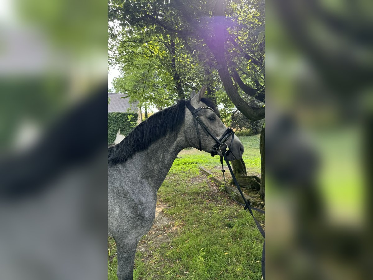 Deutsches Reitpony Hengst 3 Jahre 150 cm Schimmel in Liptitz