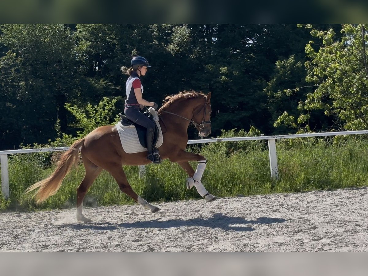 Deutsches Reitpony Hengst 3 Jahre 153 cm Fuchs in Ruppichteroth