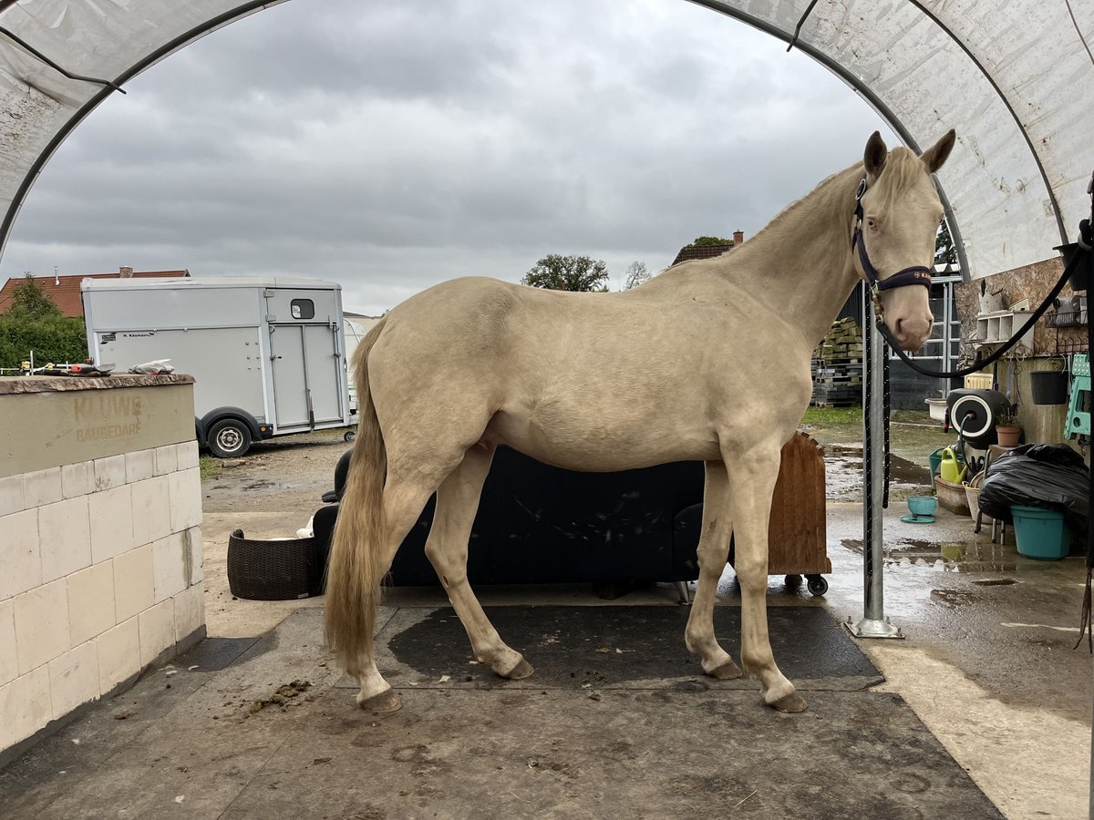 Deutsches Reitpony Hengst 3 Jahre 154 cm Cremello in Isernhagen