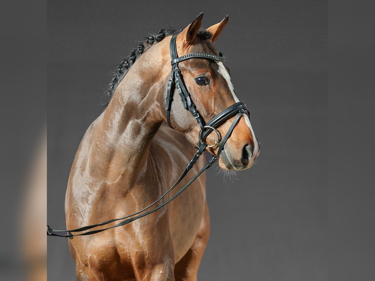 Deutsches Reitpony Hengst 3 Jahre Brauner in Münster-Handorf