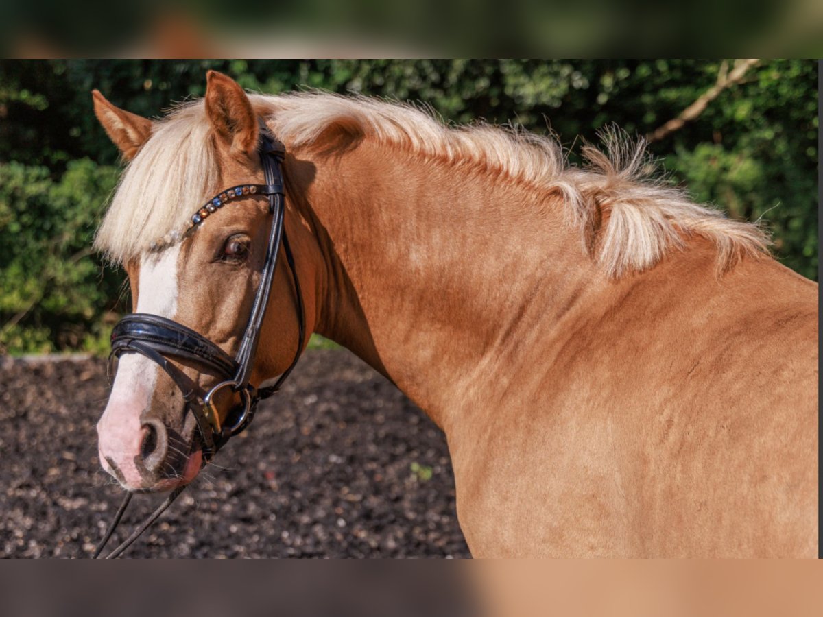 Deutsches Reitpony Hengst 4 Jahre 145 cm Palomino in Teltow