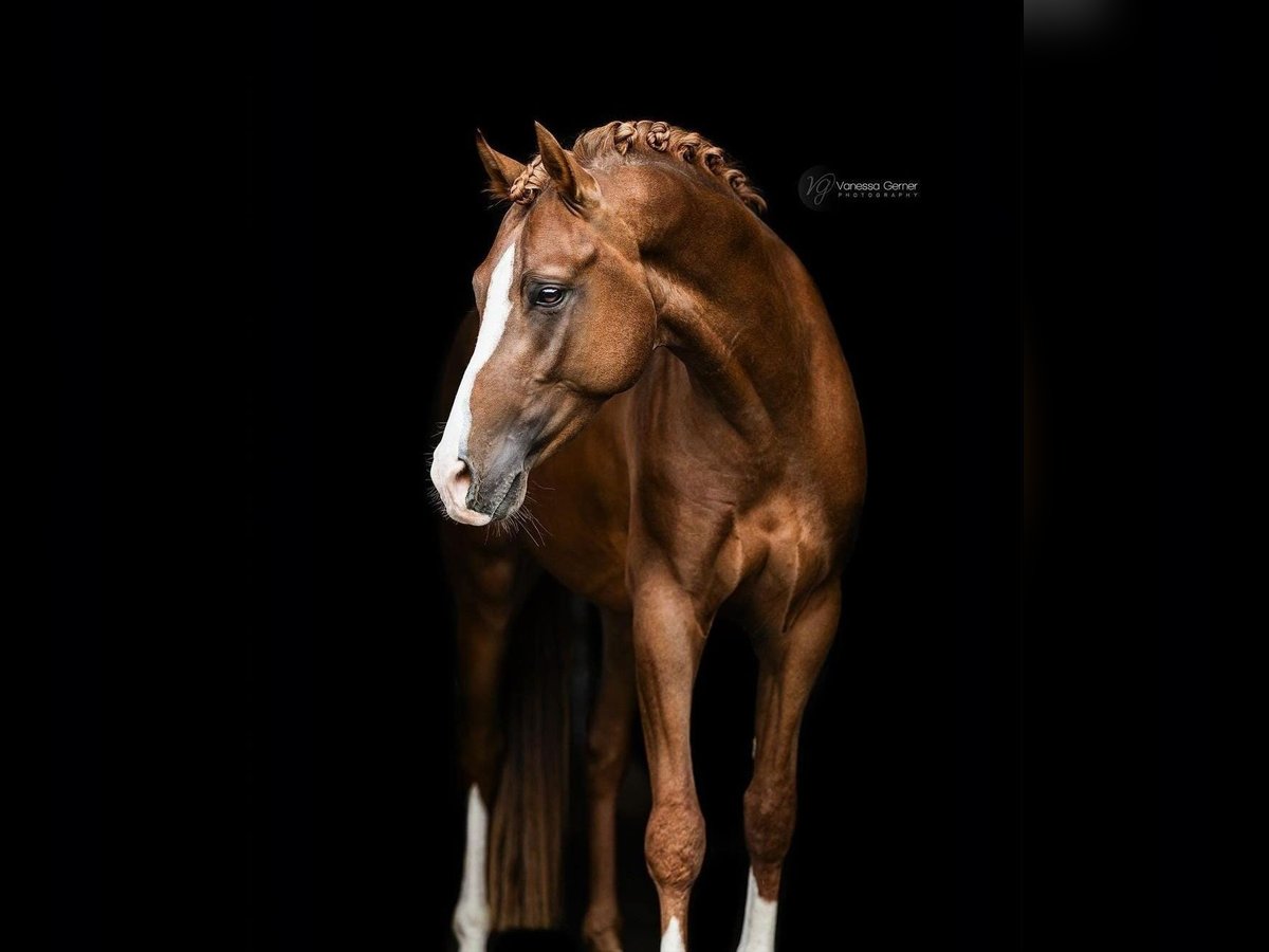 Deutsches Reitpony Hengst 4 Jahre 146 cm Fuchs in Buchholz (Westerwald)