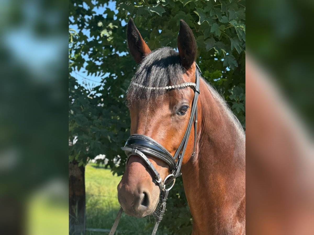 Deutsches Reitpony Hengst 4 Jahre 147 cm Brauner in Eching