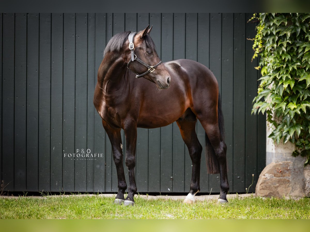 Deutsches Reitpony Hengst 4 Jahre 147 cm Dunkelbrauner in Hagen Deutsches Reitpony Hengst 4 Jahre 147 cm Dunkelbrauner in Hagen