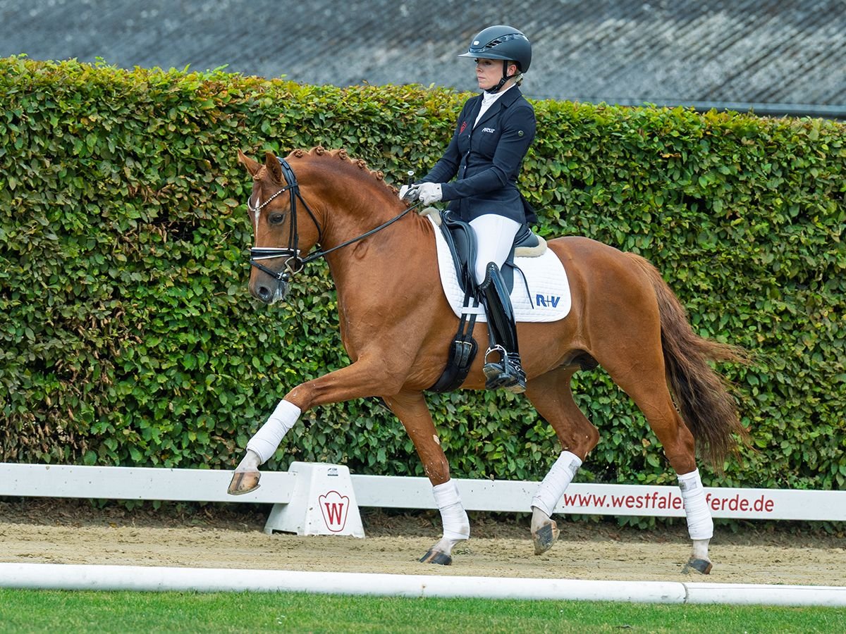 Deutsches Reitpony Hengst 4 Jahre 147 cm Fuchs in M&#xFC;nster