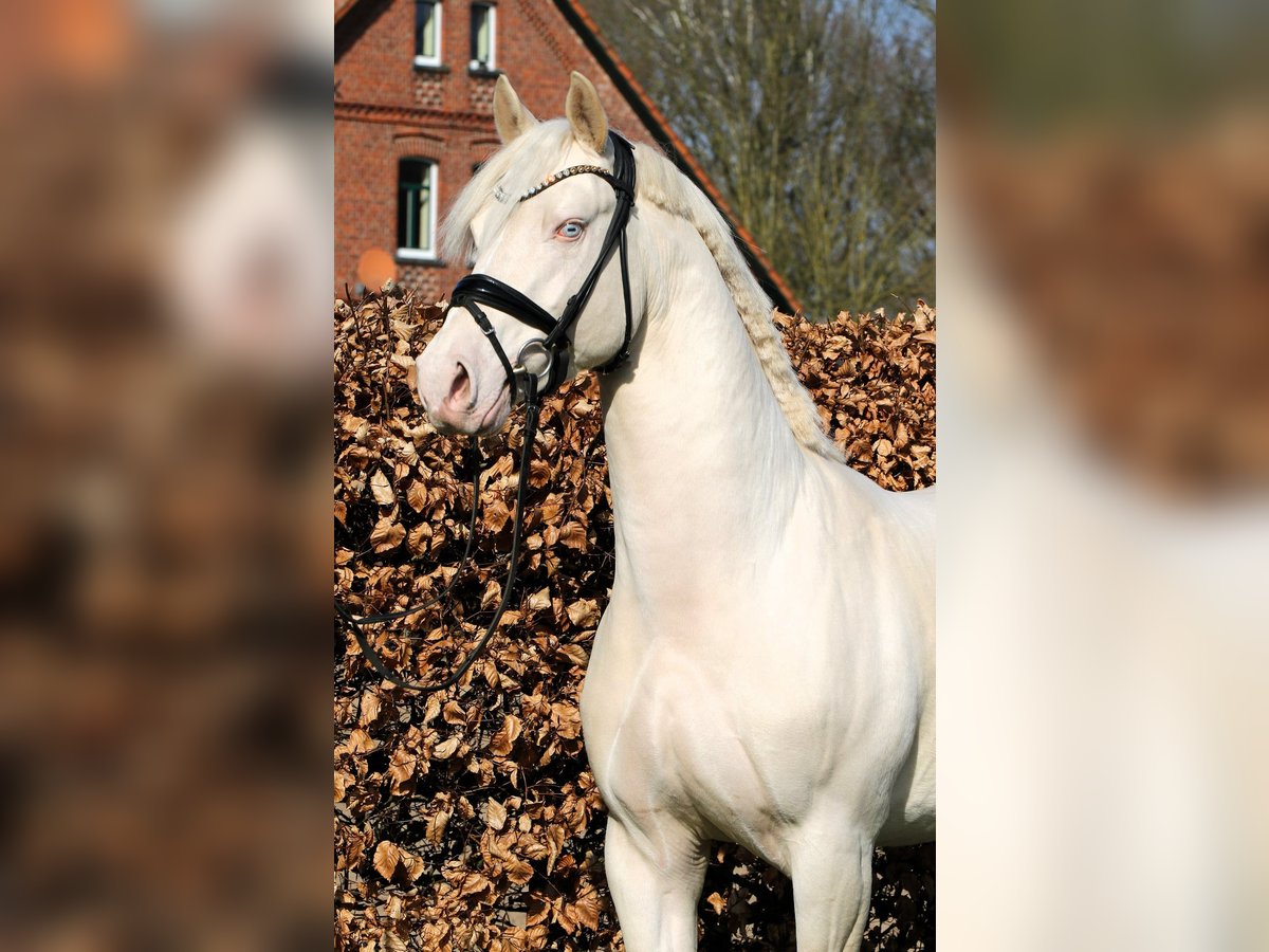 Deutsches Reitpony Hengst 4 Jahre 148 cm Cremello in Rehburg-Loccum M&#xFC;nchehagen