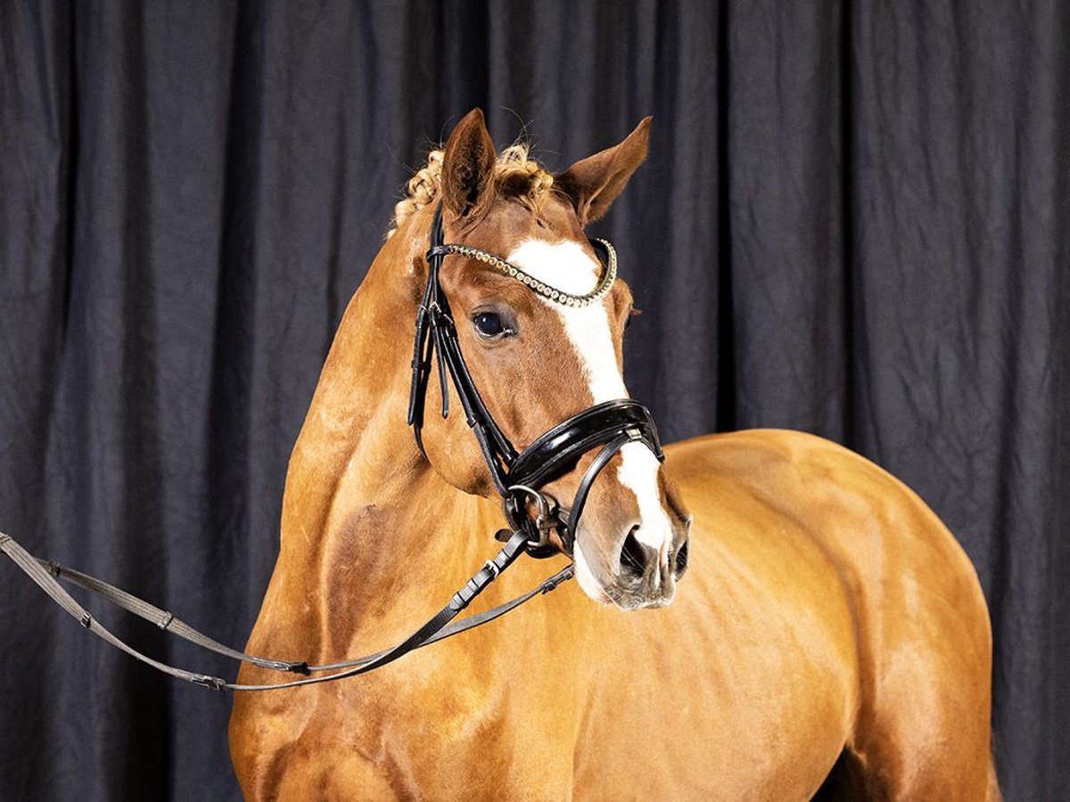 Deutsches Reitpony Hengst 4 Jahre 148 cm Fuchs in Springe