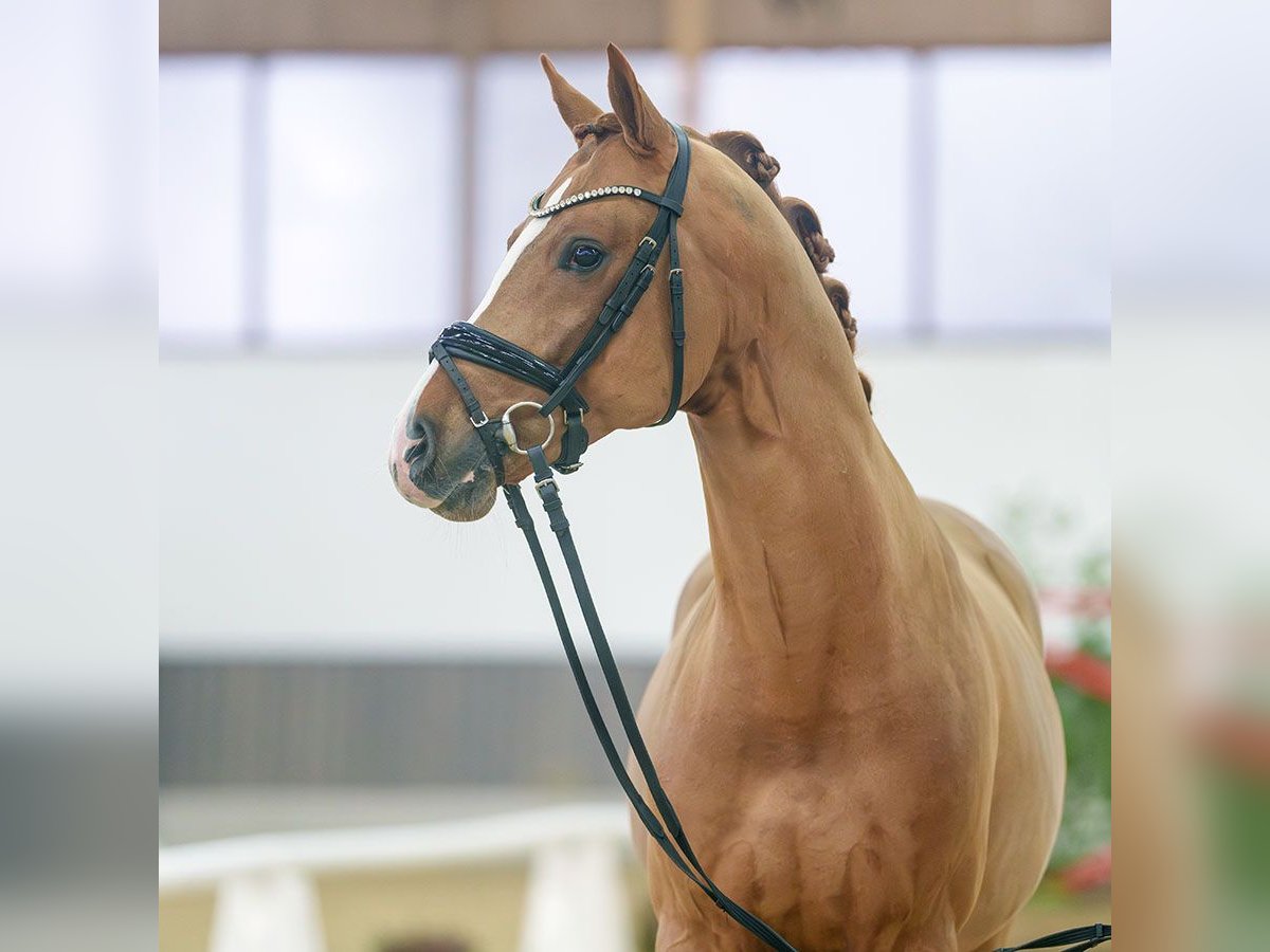 Deutsches Reitpony Hengst 4 Jahre Fuchs in Münster-Handorf