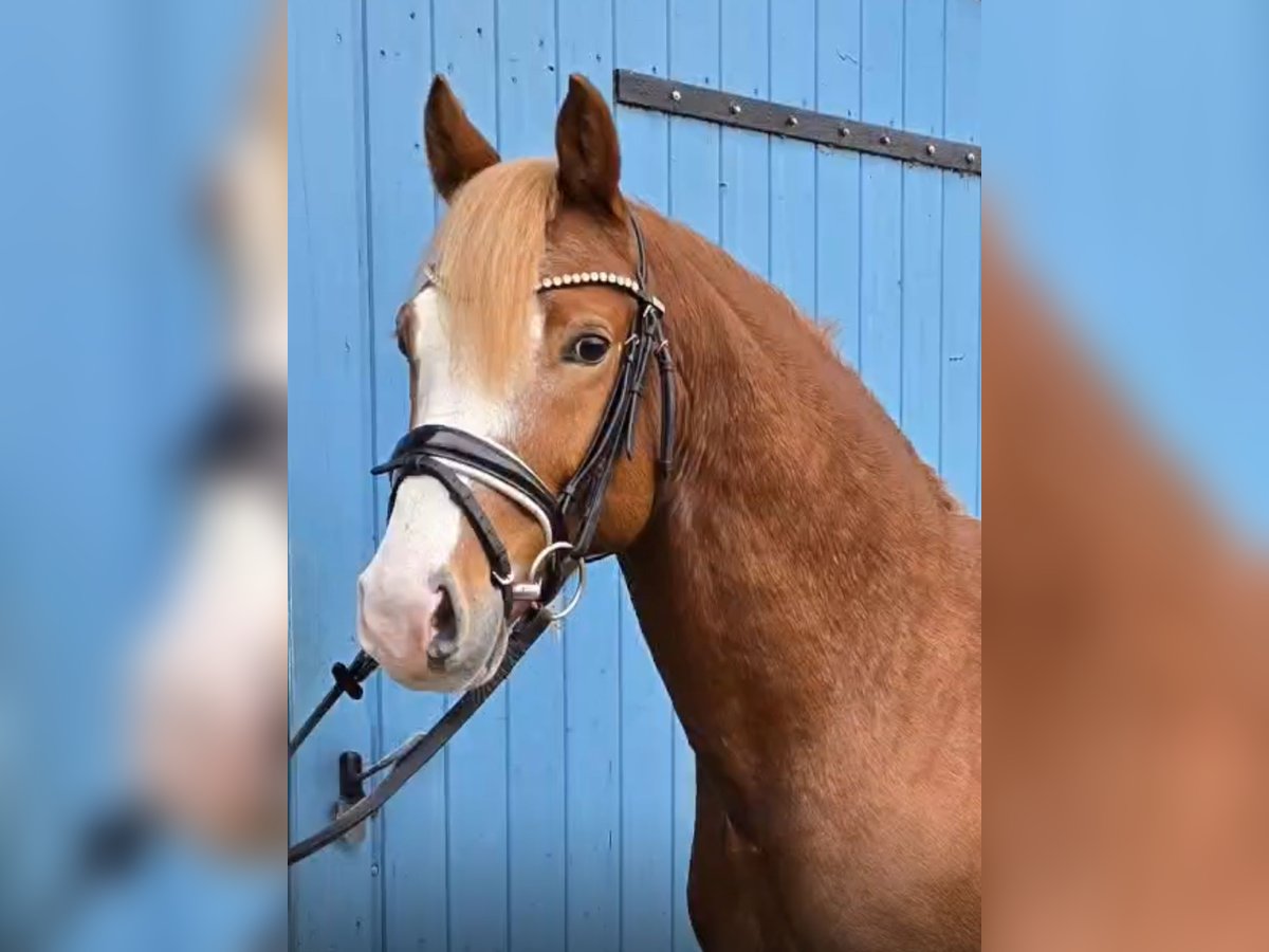 Deutsches Reitpony Hengst 5 Jahre 144 cm in Warendorf